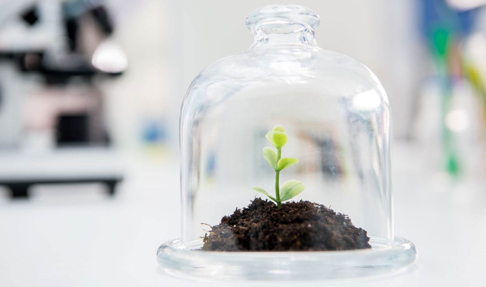 Close-up view of fresh green plant growing in a glass